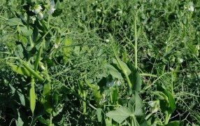 Arveja: Recomiendan aumentar los monitoreos ante el inminente ataque de pulgones