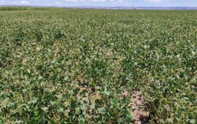 Si no llueve dentro de los próximos 15 días, las proyecciones de cosecha “se van a desplomar”