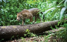 La Provincia de Misiones invertirá 500 millones de pesos en la repoblación del yaguareté