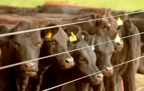 Carne vacuna: “En un plazo entre 60 a 120 días vamos a estar con escasez de gordo”