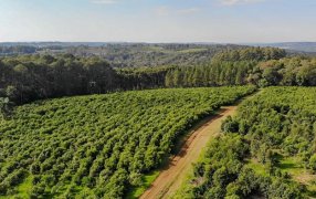 La Nación declaró el estado de emergencia y/o desastre agropecuario para Misiones