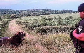 Recorridas rurales: Policías recuperaron dos animales vacunos robados minutos antes a un colono