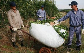 Yerba Mate: Desde el jueves 16 de Mayo rigen nuevas Tarifas Sustitutiva del Convenio de Corresponsabilidad Gremial