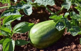 Misiones: Con excelentes expectativas comenzó la cosecha de sandía en el Valle del Cuñá Pirú