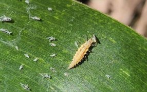 Los insectos benéficos, un arma que podría ser clave para controlar a la chicharrita del maíz