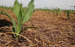 Crean nanoherbicidas para reducir la aplicación de atrazina en cultivos extensivos