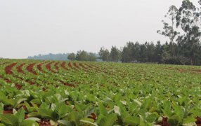 Misiones: Comenzó el censo tabacalero 2024-2025, hasta el 30 de diciembre, los productores podrán registrarse