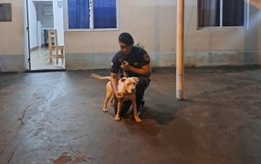 La Policía de Misiones recuperó a "Luna" una perra Pitbull robada de una vivienda en la ciudad de Oberá