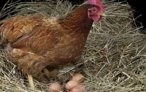 En 2022, creció la producción nacional de huevos y Argentina fue el cuarto consumidor a nivel mundial