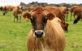 La cadena lechera cumple con la sociedad, pero el Gobierno no cumple con la cadena