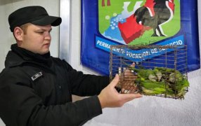 Misiones: Rescataron a trece aves en cautiverio y arrestaron a dos individuos por tráfico de fauna silvestre