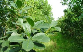 INYM: Costos de producción de hoja verde de la yerba mate