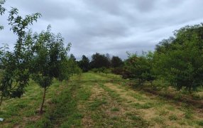 Cambio climático: En Catamarca investigan la respuesta de nueces y almendras a las altas temperaturas