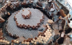 Misiones: Lanzan el Primer Concurso de Arte sobre Abejas Nativas sin Aguijón