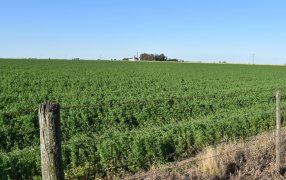 Aprueban la “presencia tolerante” de eventos biotecnológicos en alfalfas convencionales