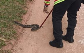 Apóstoles: Salió a caminar y se encontró con una yarará crucera de más de un metro: Personal de Bomberos de la Policía de Misiones intervino en auxilio de una joven y capturó al reptil
