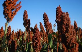 Sorgo forrajero: Recomendaciones para sacarle el máximo provecho en planteos ganaderos