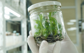 Misiones: Del 3 al 6 de Septiembre, la ciudad de Posadas será el escenario del 42º Congreso Argentino de Horticultura