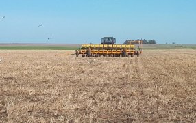 Atentos a El Niño: Las principales recomendaciones para sembrar maíz