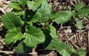 Nueva guía para identificar y manejar crucíferas en sistemas de siembra directa