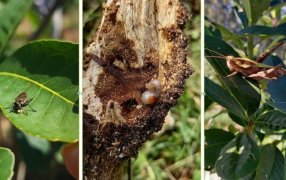 El equipo técnico del INYM monitorea yerbales para evitar daños por plagas