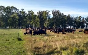 La ganadería regenerativa que se enfoca en el suelo, en el pasto natural y después en la producción de carne