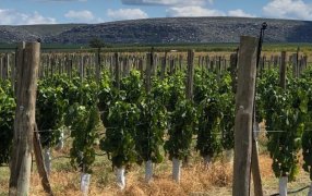 Vitivinicultura en el Sudeste Bonaerense, el CIAFBA acompaña con capacitaciones