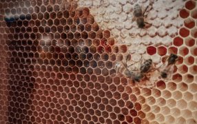 La Meliponicultura tomó protagonismo en la provincia de Misiones: Una fiesta con mieles premiadas, ciencia y saberes rurales