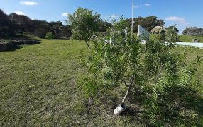 La plantación de Aguaribay en Balcarce que aporta memoria, reconocimiento y calidad de vida