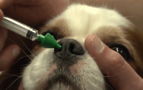 Complejo respiratorio infeccioso canino: La enfermedad de los perros sociables