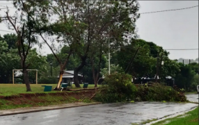 Tormentas en la ciudad misionera de Posadas: circular con precaución por caída de árboles y postes