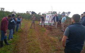 Podas de rebaje, para rejuvenecer a la planta de yerba mate