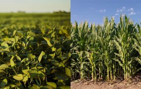 Más del 90% de la soja y el maíz transitan condiciones normales a excelente, por lo que proyectan cerca de 110 Mtn.