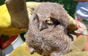 Rescates animales en el Municipio misionero de San Vicente, resguardaron a tres aves regionales