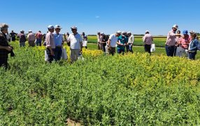 Genética en arvejas: Llegaron variedades superadoras a lo que se venía sembrando