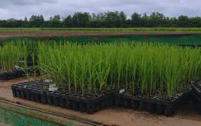 Con una novedosa técnica genética, en Tucumán buscan modificar el ADN de la caña de azúcar