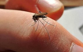 Misiones: Campaña de vacunación contra el Dengue, semana del 29 de Enero al 2 de Febrero