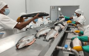 Cruzan el Atlántico: Por primera vez, truchas del norte de la Patagonia viajarán a Europa