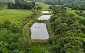 Zona sur de la provincia de Misiones: Jornada de cosecha y venta de peces a pie de estanque, los visitantes podrían elegir las variadas de especies, entre ellas carpas y pacúes
