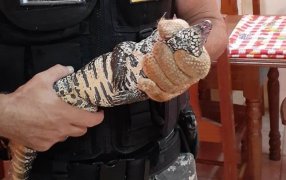 Rescates de fauna silvestre: La Policía Ambiental de Misiones salvaguarda la vida animal