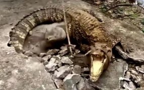 Indonesia: Rompieron una vereda y debajo se encontraron con tres cocodrilos