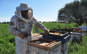 En la tierra de las uvas y los vinos, las abejas y la miel también buscan hacerse un lugar