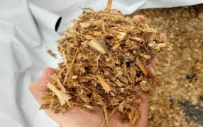 Pautas para elaborar y optimizar los silajes de maíz de la campaña pasada