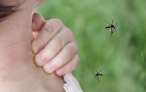 Piden tomar precauciones: Invasión de mosquitos en el AMBA, son de la especie que contagia la Encefalitis Equina