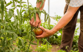 En Noviembre, las exportaciones de las economías regionales alcanzaron los 8.941 millones de dólares