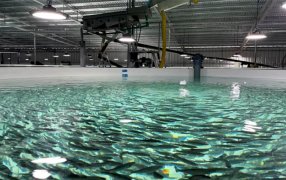 Estudian los beneficios de la harina de insectos para su aplicación en las producciones de peces y aves