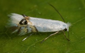 Una polilla pone en alerta a los frutales de la Patagonia