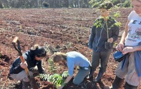 Hay casi 30 mil hectáreas de cobertura arbórea en yerba mate: Un aporte a la conectividad de la Selva Paranaense y al posicionamiento del producto en el mercado