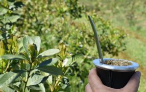 Al cierre de Noviembre el consumo interno y las exportaciones de yerba mate superaron los 294 millones de kilos