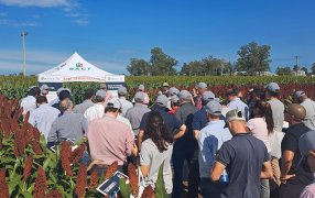 Expo RAGT, la producción rentable tiene un lugar central para el sorgo